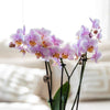 Pflanzenset Romantik – Rosa Phalaenopsis & Grünpflanzen – inkl. Keramik-Ziertöpfe & Zubehör