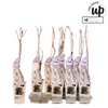 Blauregen – Wisteria sinensis Caroline – ↕ 65 cm – Ø 15 cm