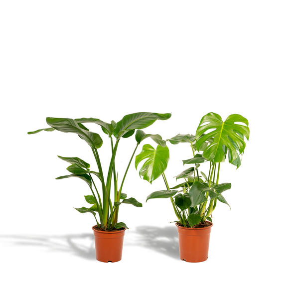 Strelitzia Nicolai - ↕ 85 cm - Ø 19 cm + Monstera Deliciosa - ↕ 75 cm - Ø 21 cm