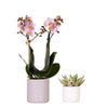 Pflanzenset Valentinstag 'Pastel Pink' – Phalaenopsis Orchidee Portugal rosa & Sukkulente – inkl. Keramik-Ziertöpfe