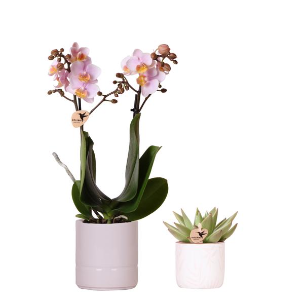 Pflanzenset Valentinstag 'Pastel Pink' – Phalaenopsis Orchidee Portugal rosa & Sukkulente – inkl. Keramik-Ziertöpfe
