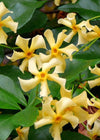 Toskanischer Jasmin – Trachelospermum Star of Toscana Gelb – ↕ 65 cm – Ø 15 cm