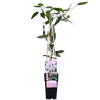 Immergrüne Clematis – Clematis armandii Apple Blossom – ↕ 65 cm – Ø 15 cm