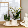 Nachtfalterorchidee - Phalaenopsis - ↕ ca. 35 cm - Ø 9 cm | 2er-Set Star Fish small auf weißem organischen Tablett
