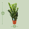 Glücksfeder - Zamioculcas Zamiifolia - ↕ 95 cm - Ø 21 cm