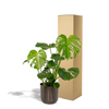 Fensterblatt - Monstera Deliciosa - ↕ 80 cm - Ø 21 cm