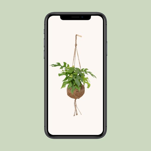 Fensterblatt - Monstera Minima - ↕ 25 cm - Ø 15 cm | Kokodama Hängetopf