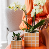 Nachtfalterorchidee gelb – Phalaenopsis Orchidee – ↕ ca. 35–45 cm – Ø 9 cm