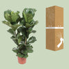 Geigen-Feige - Ficus Lyrata - ↕ 100 cm - Ø 27 cm