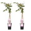 2x Glyzinie – Wisteria floribunda 'Rosea' – ↕ 65 cm – Ø 15 cm