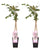 2x Glyzinie – Wisteria floribunda 'Rosea' – ↕ 65 cm – Ø 15 cm