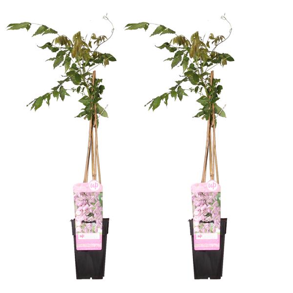 2x Glyzinie – Wisteria floribunda 'Rosea' – ↕ 65 cm – Ø 15 cm