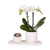 Nachtfalterorchidee - Phalaenopsis - ↕ ca. 35 cm - Ø 9 cm | 2er-Set Slow Living Small auf weißem organischen Tablett