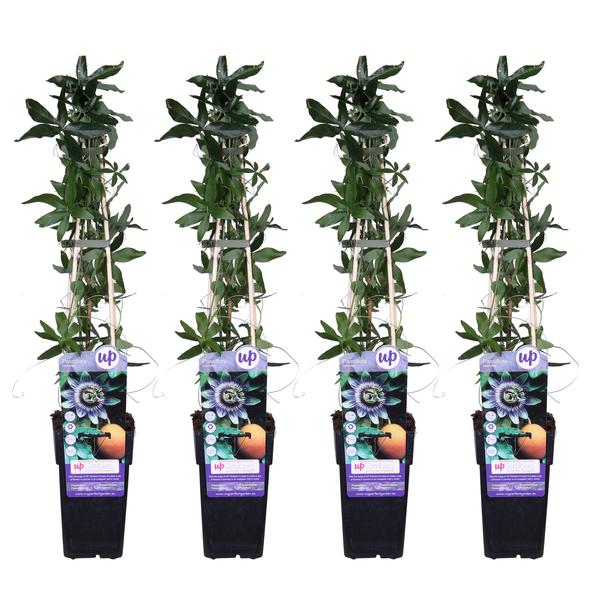 4x Passionsblume – Passiflora caerulea – ↕ 65 cm – Ø 15 cm