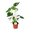 Zimmerpflanzen-Set „Mini-Dschungel“ – Paradiesvogelblume, Monstera & Zwergbanane – im Set enthalten: Monstera deliciosa
