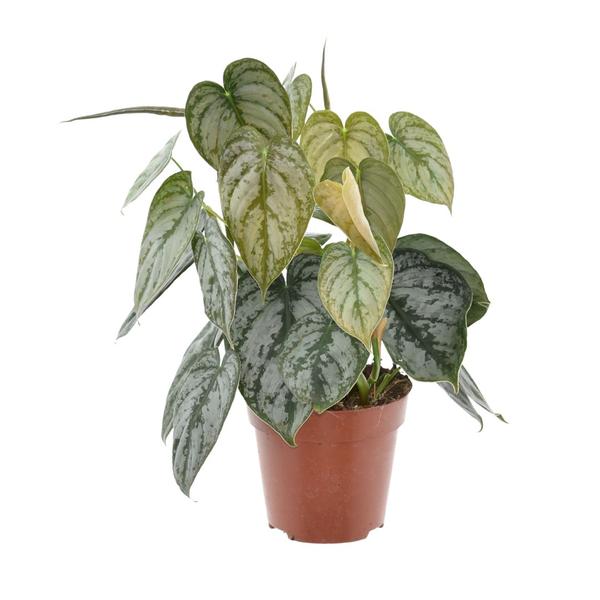 Philodendron Brandtianum - ↕ 35 cm - Ø 12 cm