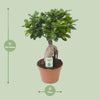 Ginseng-Feige - Ficus Ginseng - ↕ 40 cm - Ø 17 cm