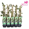 Efeu – Hedera colchica Dentata Variegata – ↕ 65 cm – Ø 15 cm