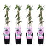 4x Passionsblume – Passiflora Purple Haze – ↕ 65 cm – Ø 15 cm