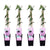 4x Passionsblume – Passiflora Purple Haze – ↕ 65 cm – Ø 15 cm