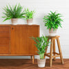 4x Haustierfreundliche Zimmerpflanzen - Calathea, Krulvaren, Goldpalme & Grünlilie - ↕ 25–50 cm - Ø 12 cm | inkl. Jute-Korb Lissabon & Terima Kasih