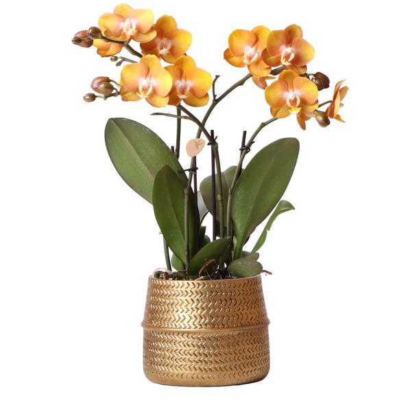 Nachtfalterorchidee - Phalaenopsis orange Las Vegas - ↕ 35 cm - Ø 12 cm | im goldenen Groove-Ziertopf Ø 12 cm