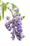 Wisteria sinensis 'Prolific' - Glyzinie - Ø15cm - ↕65cm