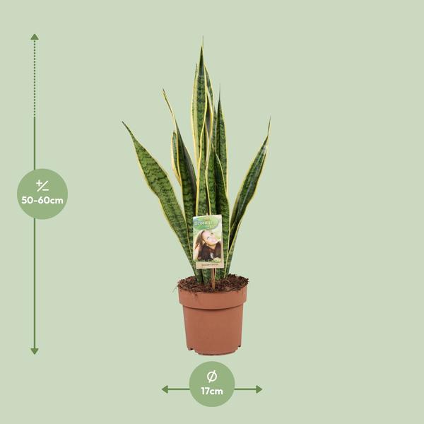 Bogenhanf - Sansevieria Trifasciata Laurentii - ↕ 60 cm - Ø 17 cm