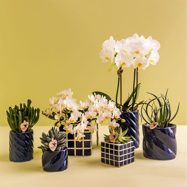 Nachtfalterorchidee - Phalaenopsis Amabilis weiß - ↕ 40 cm - Ø 9 cm | Candy-Übertopf Blau