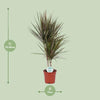 Drachenbaum - Dracaena Bicolor - ↕ 75 cm - Ø 17 cm