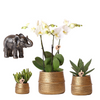 Nachtfalterorchidee - Phalaenopsis - ↕ ca. 40 cm - Ø 9 cm | 3er-Set Groove inkl. Keramiktöpfen & Deko-Elefant