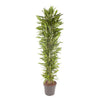 Drachenbaum ‚Cintho' – Dracaena