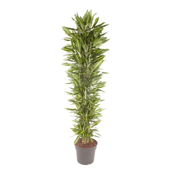 Drachenbaum ‚Cintho' – Dracaena
