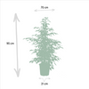 Ficus-Set: Benjamina Danielle, Benjamina Twilight & Microcarpa Moclame - ↕ 95 cm - Ø 21 cm