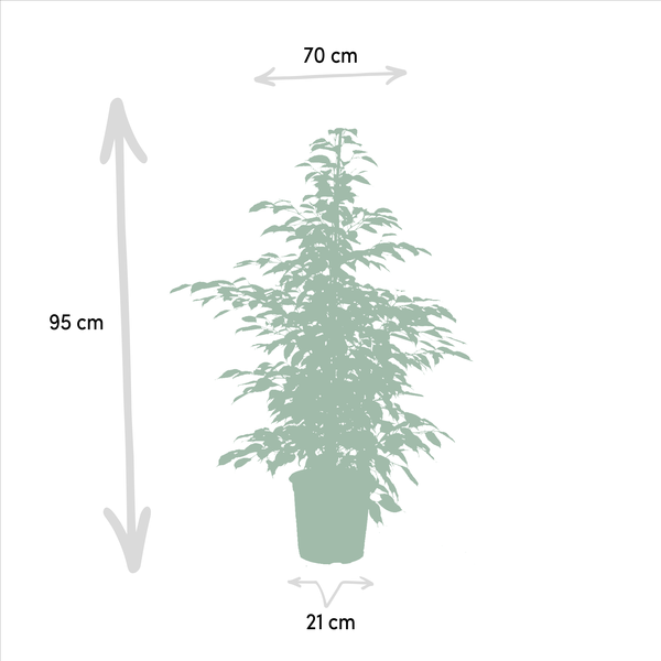 Ficus-Set: Benjamina Danielle, Benjamina Twilight & Microcarpa Moclame - ↕ 95 cm - Ø 21 cm