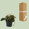 Philodendron Micans - ↕ 15 cm - Ø 12 cm