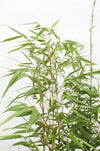 4x - Fargesia rufa - ↨40cm - Ø14