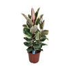 Gummibaum - Ficus Elastica Tineke - ↕ 85 cm - Ø 27 cm