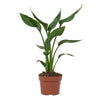 Strelitzia Reginae - ↕ 35 cm - Ø 12 cm