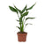 Strelitzia Reginae - ↕ 35 cm - Ø 12 cm
