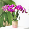 Nachtfalterorchidee lila – Phalaenopsis Orchidee – Morelia – ↕ ca. 35–45 cm – Ø 9 cm