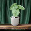 Philodendron Sodiroi - ↕ 45 cm - Ø 15 cm