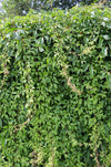 Wilder Wein – Parthenocissus quinquefolia Engelmannii – ↕ 65 cm – Ø 15 cm
