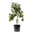 Zitronenbaum – Citrus limon