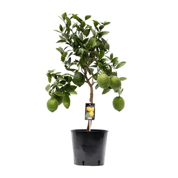 Zitronenbaum – Citrus limon