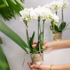 2x Nachtfalterorchidee weiß – Phalaenopsis Orchidee – Amabilis – ↕ ca. 35–45 cm – Ø 9 cm – COMBI DEAL