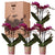Nachtfalterorchidee – Überraschungsbox einfarbig – 4 verschiedene Phalaenopsis Orchideen