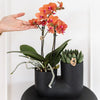 Nachtfalterorchidee - Phalaenopsis Bolzano orange & Sukkulente - 2 Pflanzen - ↕ 40 cm - Ø 9 cm | dekorativer Röhrentopf schwarz Ø 9 cm