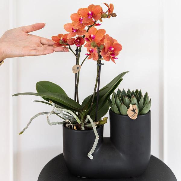 Nachtfalterorchidee - Phalaenopsis Bolzano orange & Sukkulente - 2 Pflanzen - ↕ 40 cm - Ø 9 cm | dekorativer Röhrentopf schwarz Ø 9 cm