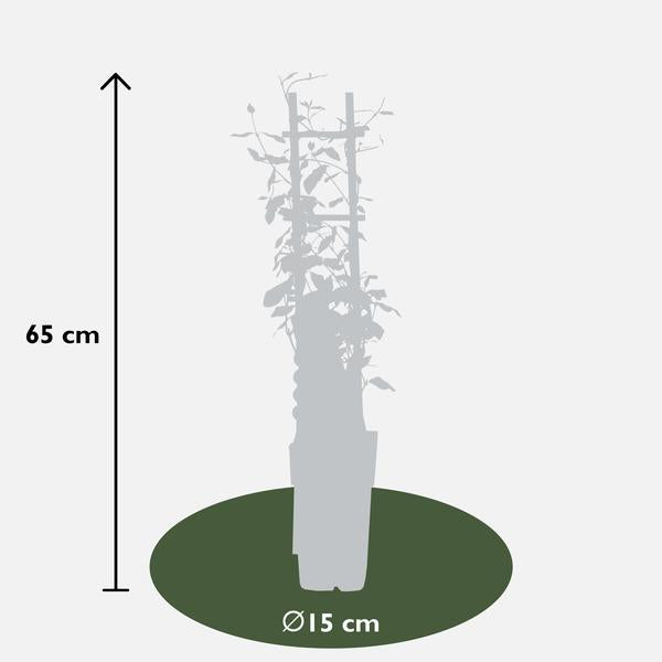 2x Sternjasmin – Trachelospermum 'Star of Toscana' – ↕ 65 cm – Ø 15 cm